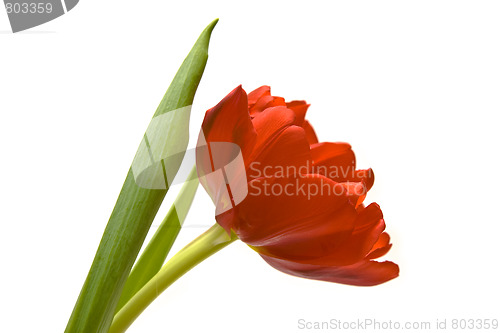 Image of Beautiful tulips