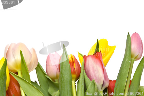 Image of Beautiful tulips