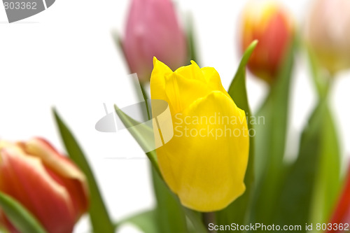 Image of Beautiful tulips