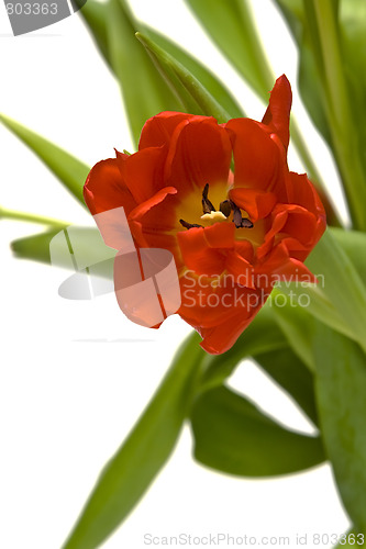 Image of Beautiful tulips