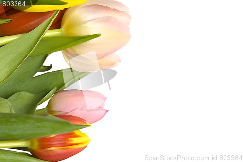 Image of Beautiful tulips