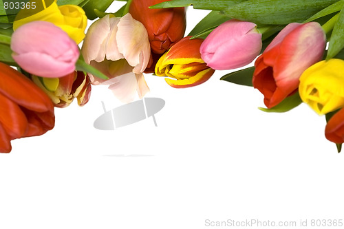 Image of Beautiful tulips