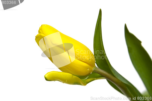 Image of Beautiful tulips