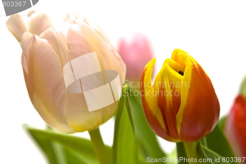 Image of Beautiful tulips