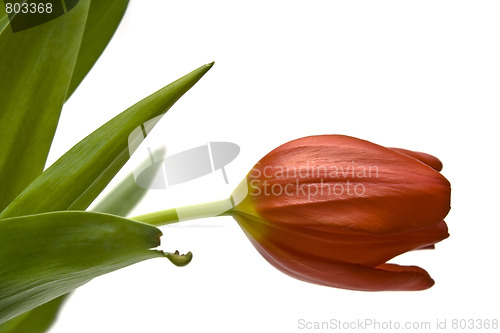 Image of Beautiful tulips