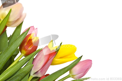 Image of Beautiful tulips