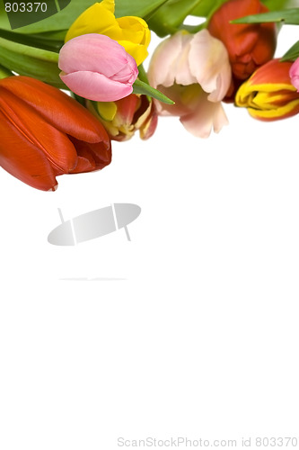 Image of Beautiful tulips