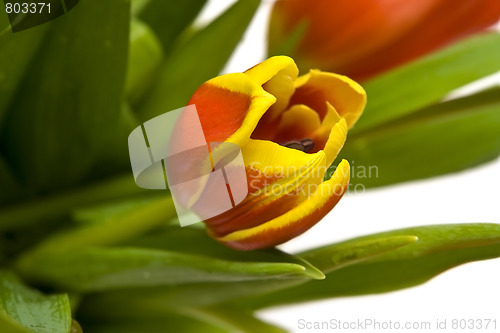 Image of Beautiful tulips