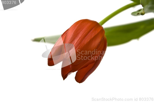 Image of Beautiful tulips