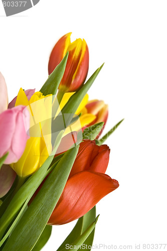 Image of Beautiful tulips