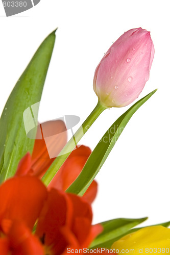 Image of Beautiful tulips