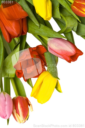 Image of Beautiful tulips