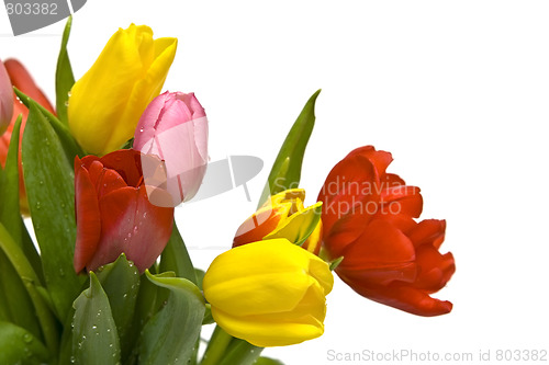 Image of Beautiful tulips