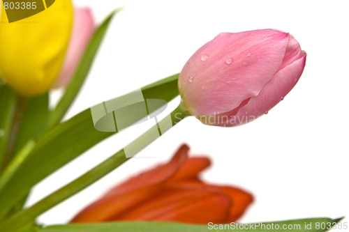 Image of Beautiful tulips