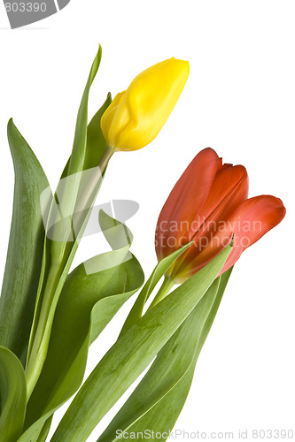 Image of Beautiful tulips