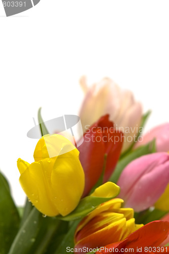 Image of Beautiful tulips