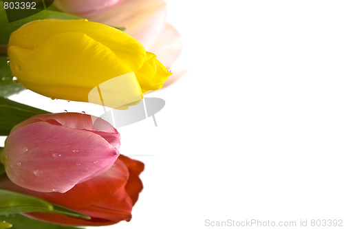 Image of Beautiful tulips