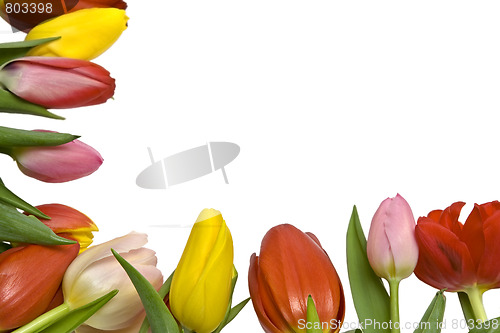 Image of Beautiful tulips