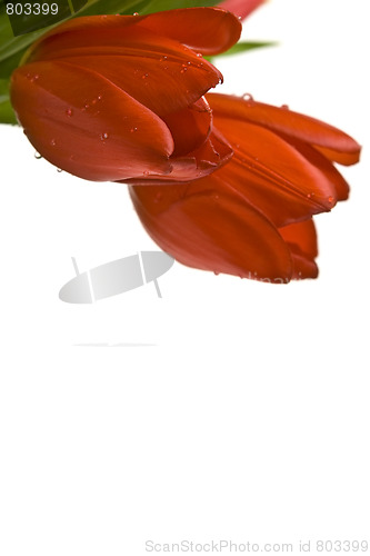 Image of Beautiful tulips
