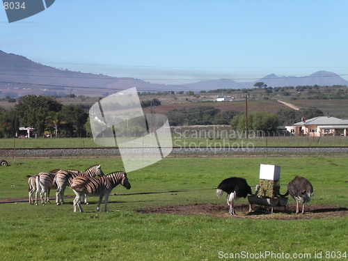 Image of Zebras and Ostriches Feeding