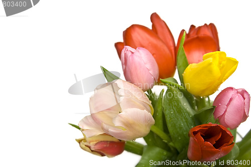 Image of Beautiful tulips