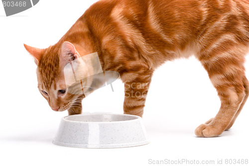Image of red cat