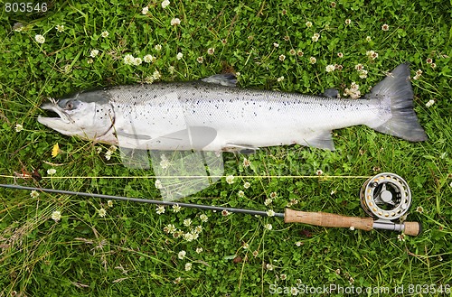Image of Freshly caught atlantic salmon