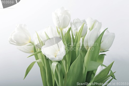 Image of White spring tulips