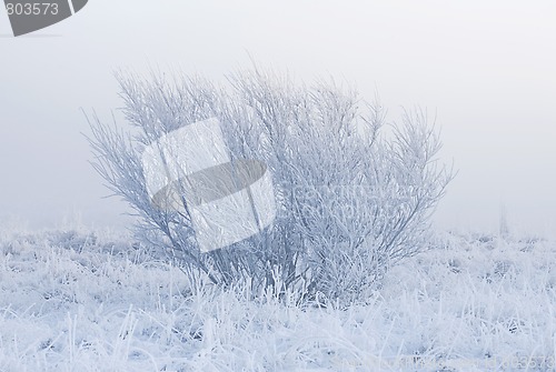 Image of Misty winter morning