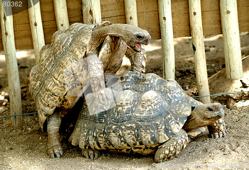 Image of Mating game