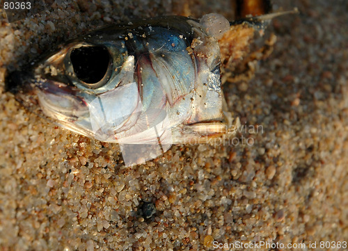 Image of Fish bait