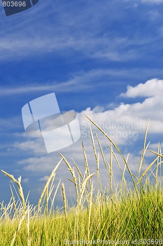 Image of Tall grass on sand dunes