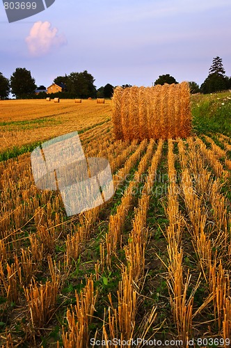 Image of Farm field at dusk