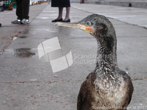 Image of Seabird Profile