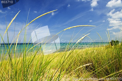 Image of Sand dunes at beach