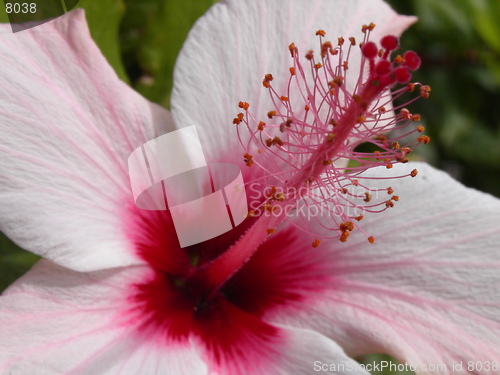 Image of Pink Hibiscus