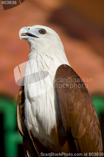 Image of young sea eagle
