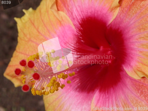 Image of Yellow Hibiscus