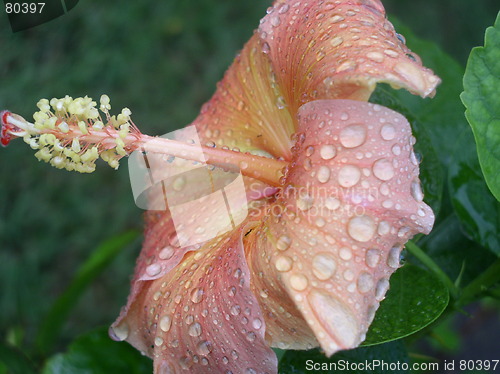 Image of After the Rain