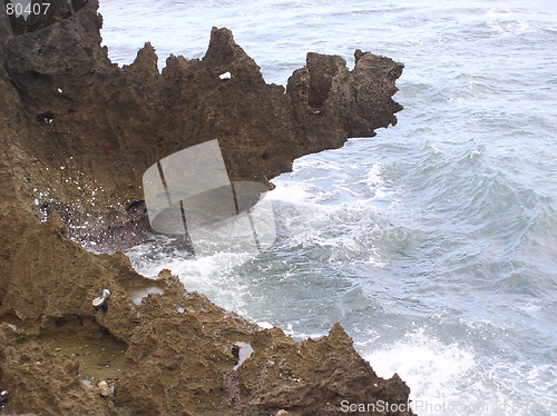 Image of Wild Ocean