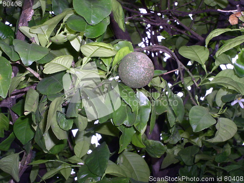 Image of Orange Tree