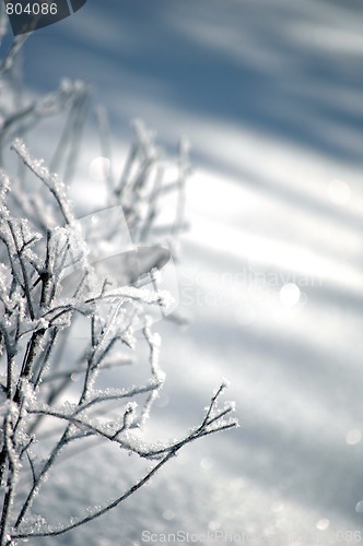 Image of tree branches covered by snow
