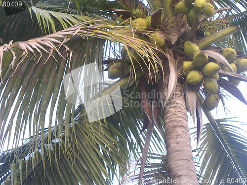 Image of Palm Tree