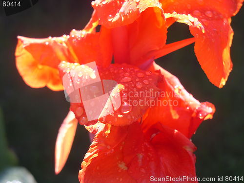 Image of Red Flower