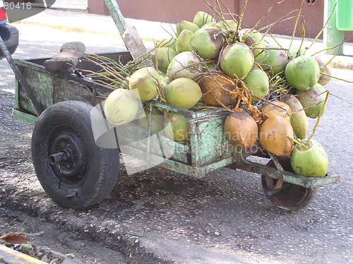 Image of Coconuts