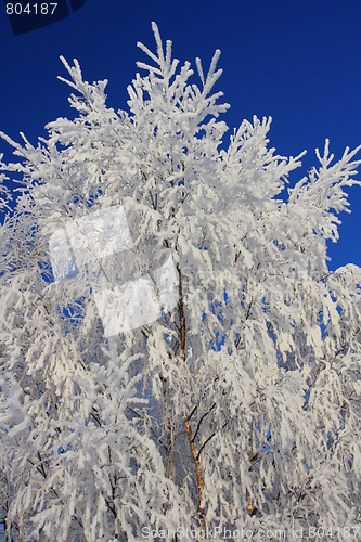 Image of Winterscape