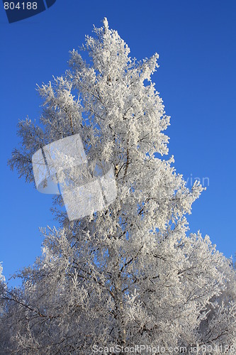 Image of Winterscape