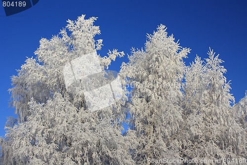 Image of Winterscape