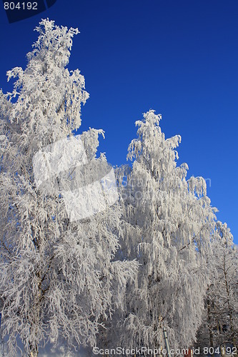 Image of Winterscape