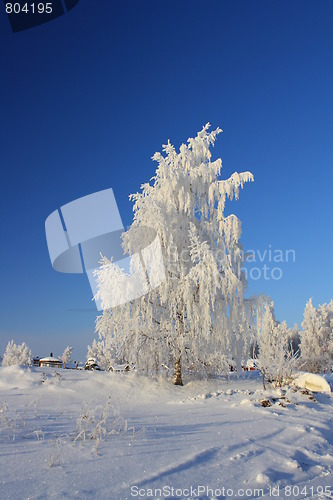 Image of Winterscape